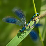 Damselflies and dragonflies